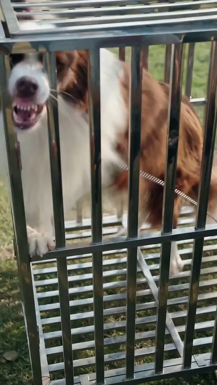 Episode 4 - Perros rabiosos